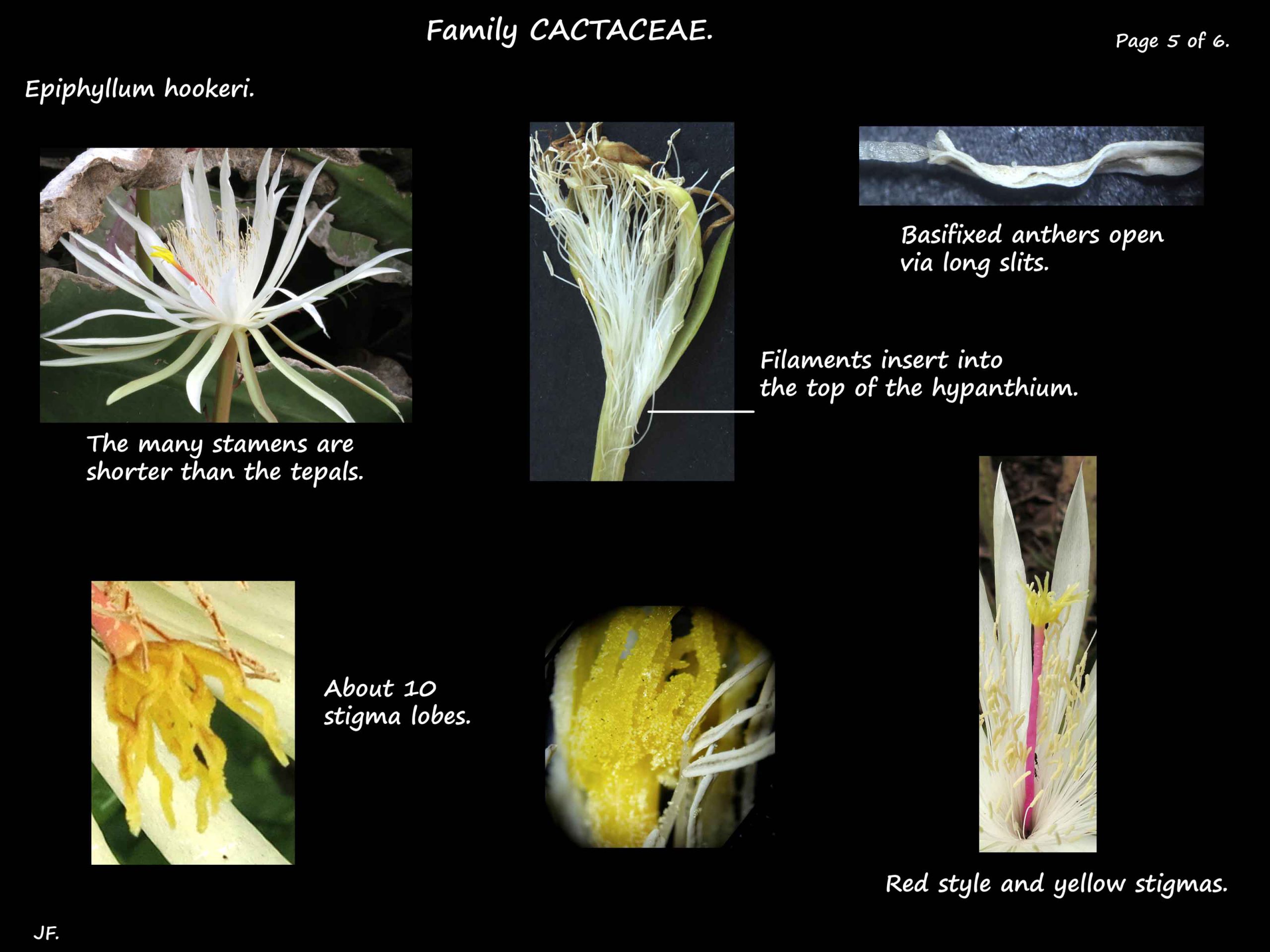 5 Epiphyllum hookeri stamens